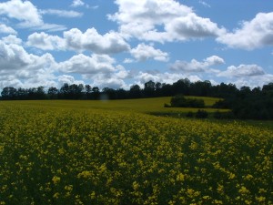 July 1,2,3,4 at GRANDPAS HORSESTABLE Neils pics 004