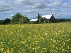 July 1,2,3,4 at GRANDPAS HORSESTABLE Neils pics 007