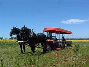 July 1,2,3,4 at GRANDPAS HORSESTABLE Neils pics 065