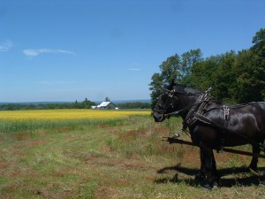 July 1,2,3,4 at GRANDPAS HORSESTABLE Neils pics 067