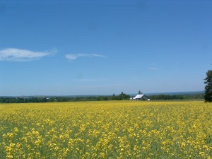 July 1,2,3,4 at GRANDPAS HORSESTABLE Neils pics 069