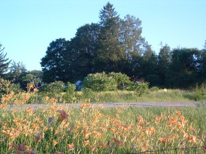 July 1,2,3,4 at GRANDPAS HORSESTABLE Neils pics 088